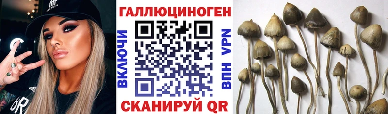 Галлюциногенные грибы Psilocybine cubensis  магазин    hydra ССЫЛКА  Чкаловск 